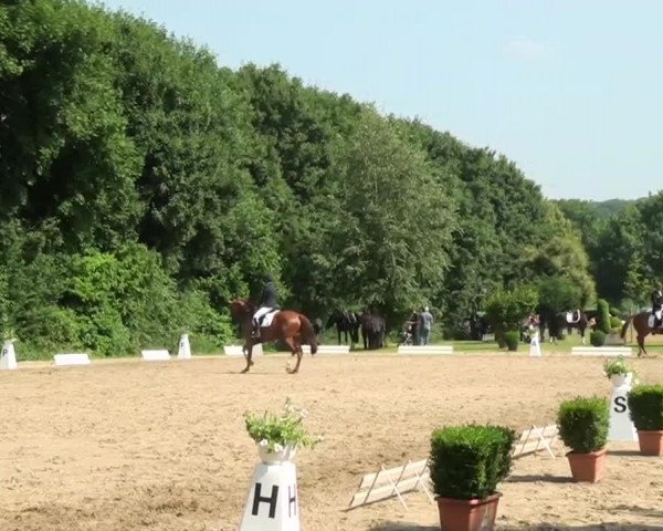 dressage horse Filia S (Rhinelander, 2009, from Fürst Grandios) dressage horse Filia S (Rhinelander, 2009, from Fürst Grandios)