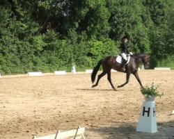 Dressage horse Destiny's Child 7 (Rheinländer, 2009)