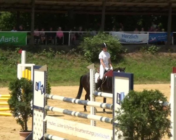 Dressurpferd Xsonja (Niederländisches Pony, 2007)