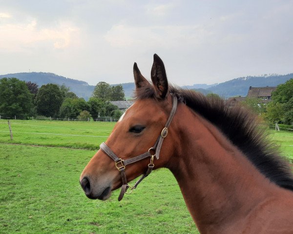 Pferd Stute von Colcannon / Electra MCF (Holsteiner, 2021, von Colcannon)