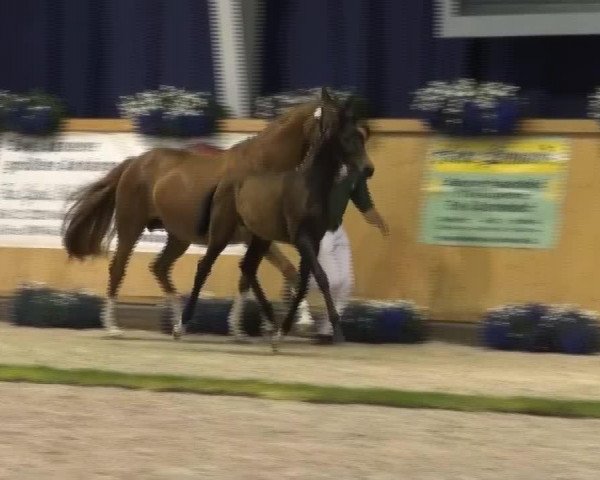 horse Fürstenliebe RH (Rhinelander, 2013, from Fürstenball)