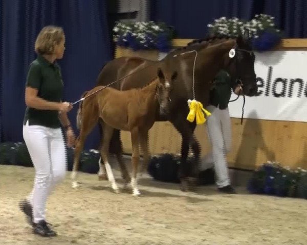 horse Stute von Zack (Rhinelander, 2013, from Zack)