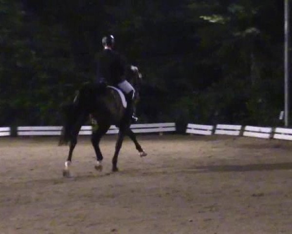 dressage horse Falling in Love 4 (Rhinelander, 2008, from Flatley 2)