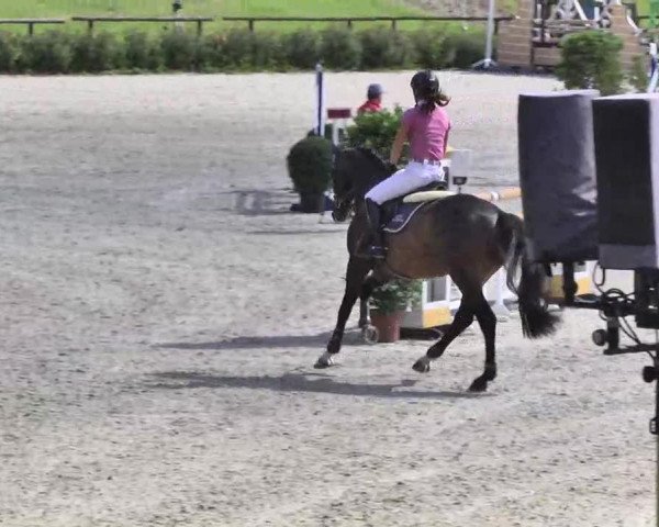 jumper Andretti 21 (Württemberger, 2009, from Acordelli)