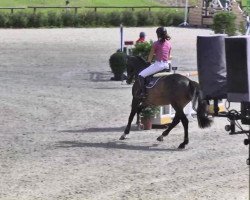 Springpferd Andretti 21 (Württemberger, 2009, von Acordelli)