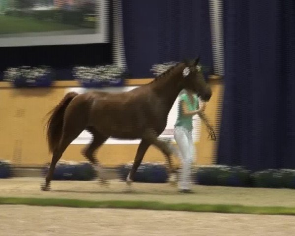 horse Fabiola (Rhinelander, 2010, from Flatley 2)