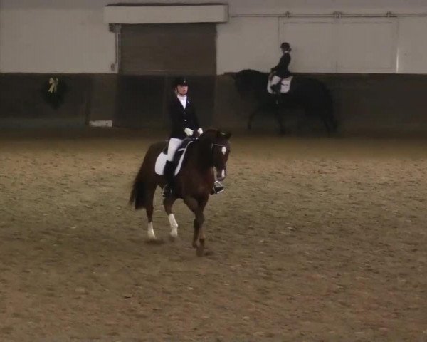 dressage horse Fürst Frodo 2 (Rhinelander, 2004, from Feiner Ludwig)