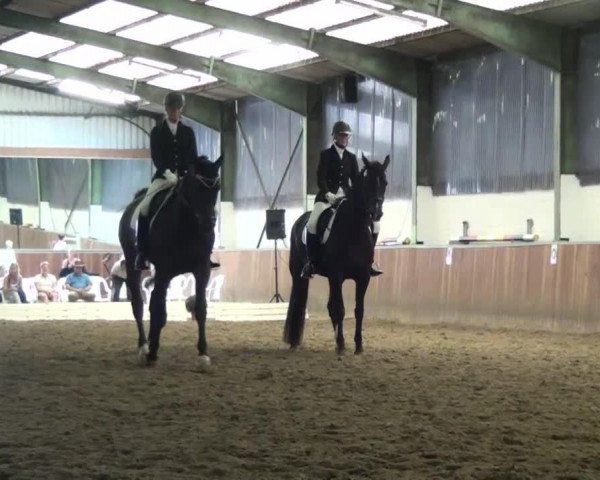 dressage horse Donna Rubina 17 (Hanoverian, 2007, from Don Romantic)