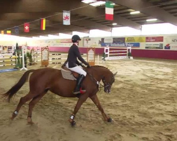 jumper Carrara 14 (Hanoverian, 2008, from Chambertin)
