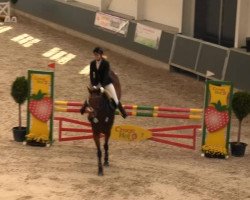 jumper Eastwood 20 (Hanoverian, 2004, from El Bundy)