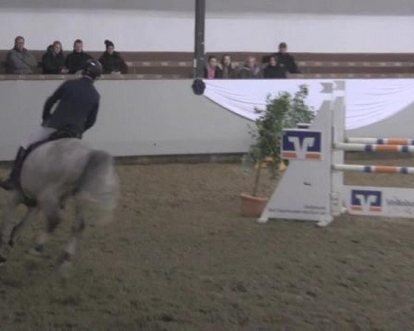 jumper Licanto 3 (KWPN (Royal Dutch Sporthorse), 2008, from Untouchable)