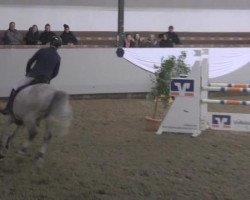 jumper Licanto 3 (KWPN (Royal Dutch Sporthorse), 2008, from Untouchable)