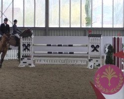 jumper Luxus Liner S (Westphalian, 2009, from Lex Lugar)