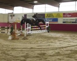 dressage horse Carlo (Württemberger, 2008, from Couleur Noire)