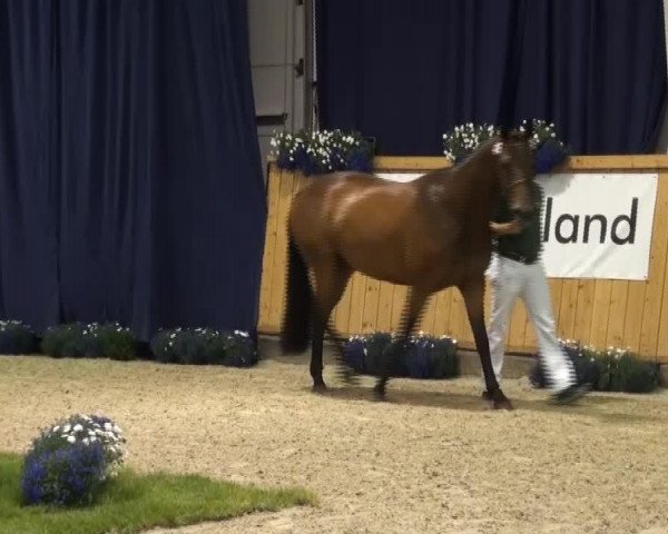 horse Didimarilla (Rhinelander, 2010, from Detroit)