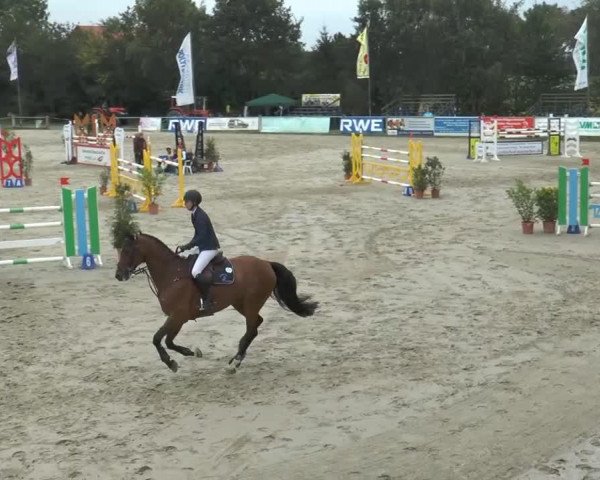 horse Cesar 66 (unknown, 2007)