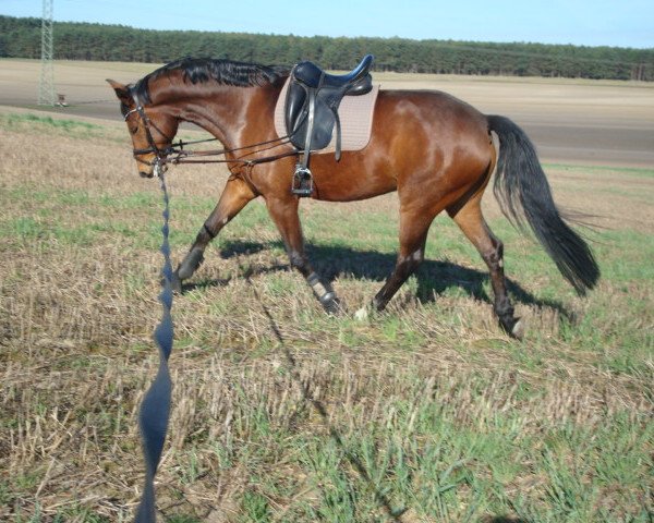 broodmare Barramundi R (German Sport Horse, 2010, from Belissimo NRW)