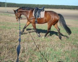 broodmare Barramundi R (German Sport Horse, 2010, from Belissimo NRW)