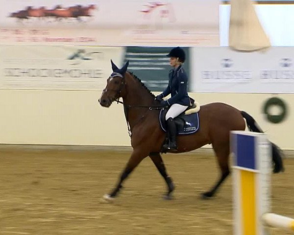 spranghest Franki-Boy O (Hannoveraner, 2008, fra For Edition)