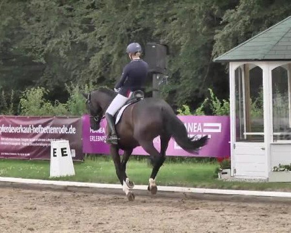 dressage horse D'Amur S (Hanoverian, 2009, from Dancier)