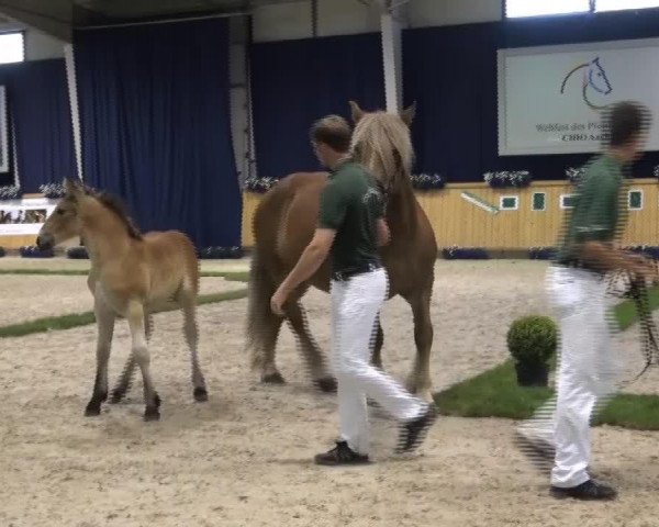 horse Nico (Rhenish-German Cold-Blood, 2013, from Newton)
