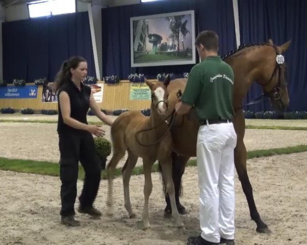 horse Stute von FS Numero Uno (German Riding Pony, 2013, from Fs Numero Uno)
