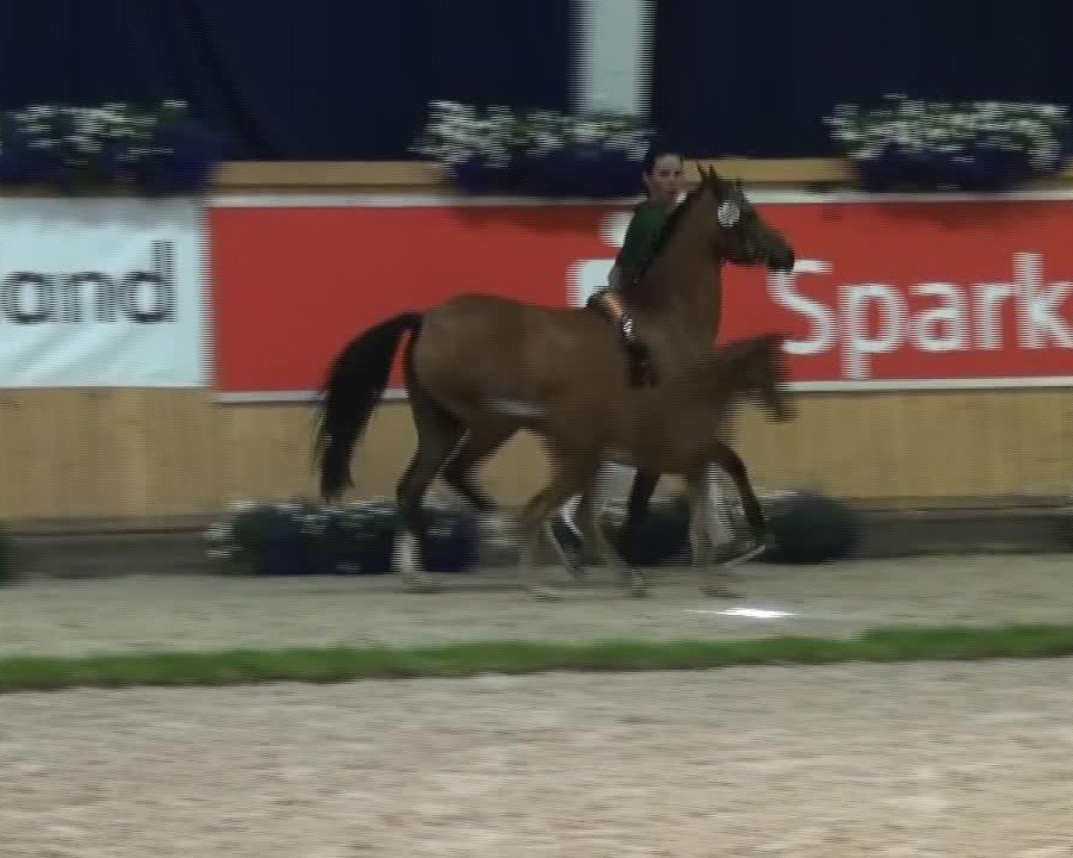 horse Phenomena (German Riding Pony, 2013, from Pilgrim)