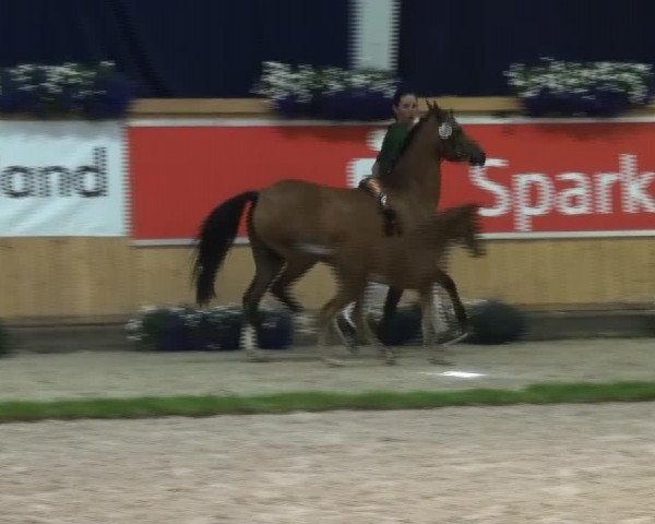 Pferd Phenomena (Deutsches Reitpony, 2013, von Pilgrim) Pferd Phenomena (Deutsches Reitpony, 2013, von Pilgrim)
