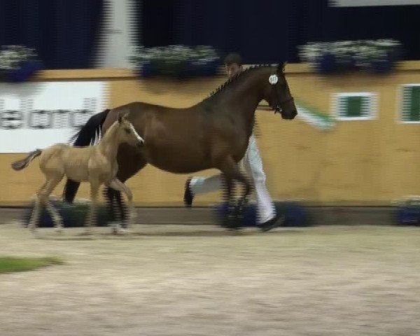 horse Devaki (German Riding Pony, 2013, from Dornik B)