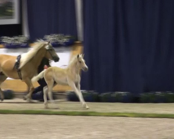 horse Stano (Haflinger, 2013, from Sternstunde)