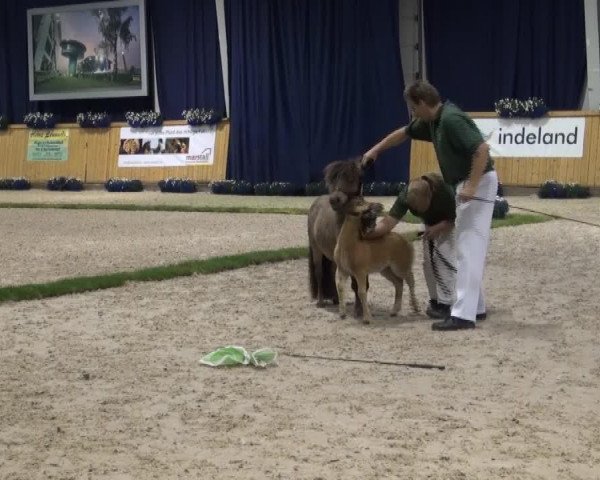jumper Costa (Dt.Part-bred Shetland pony, 2013, from Carlos van de Laarhoeve)