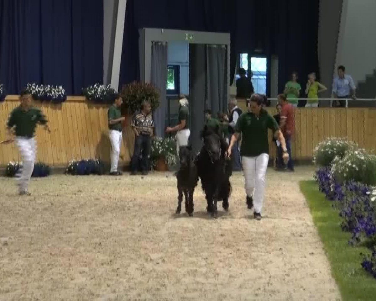 Horse Helix (Shetland Pony, 2013, from Heros v.DHK)