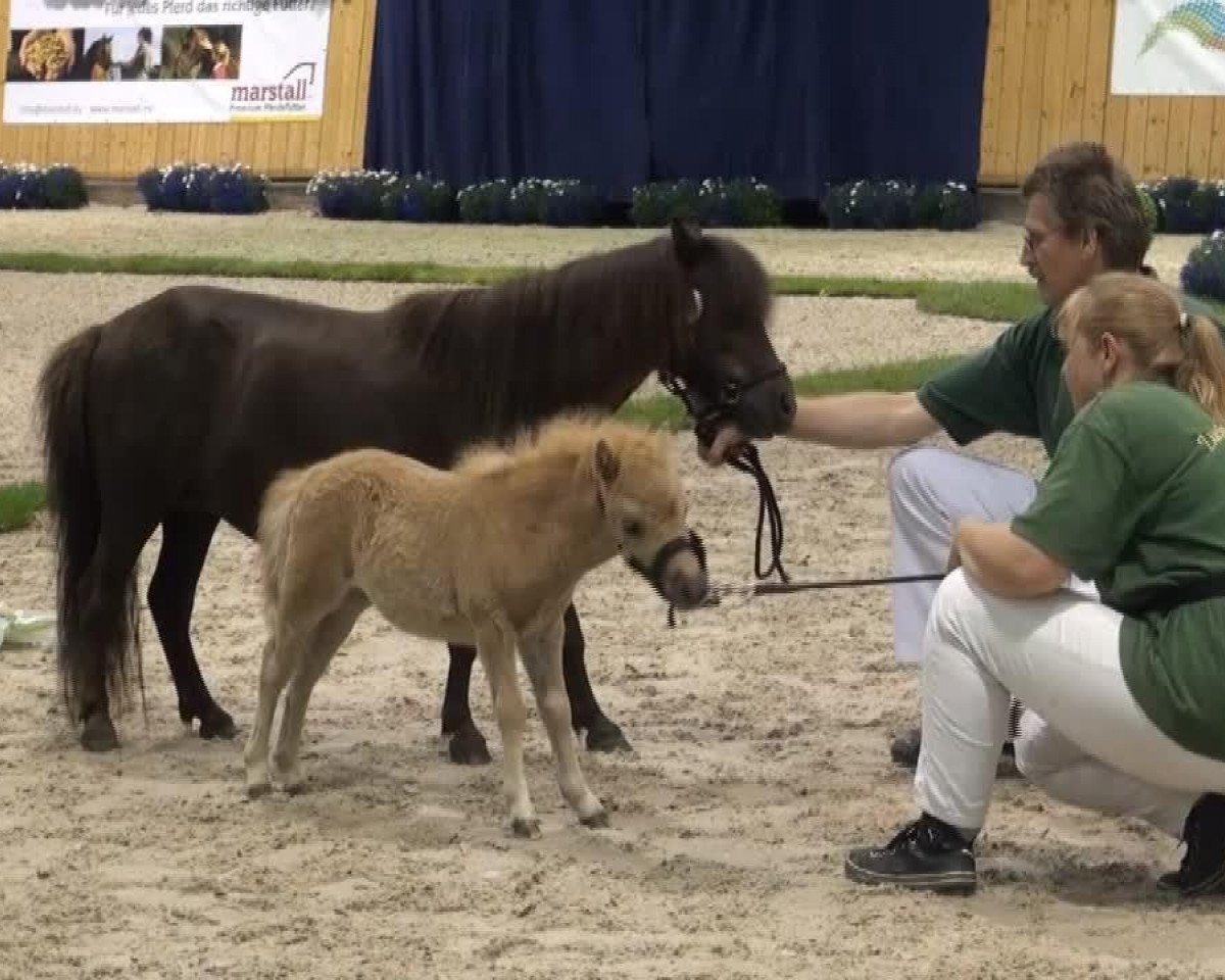 Zuchtstute Ciky van Stal de Hestert (Shetland Pony (unter 87 cm), 2009, von Briar Desmond)