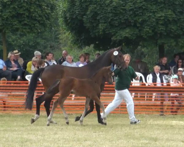 horse Stute von Carrico (Rhinelander, 2013, from Carrico)
