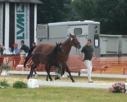 Zuchtstute Sweet Rhapsodie (Rheinländer, 2013, von San Amour I)
