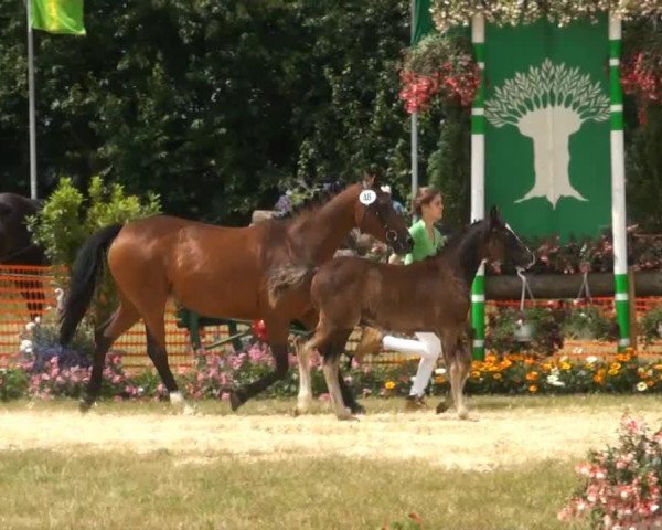 Deckhengst Carlito Chocolate K (Deutsches Reitpony, 2013, von Top Carlos Cassini)