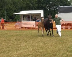 Zuchtstute Hövel's Miracula S (Deutsches Reitpony, 2013, von Miraculix)