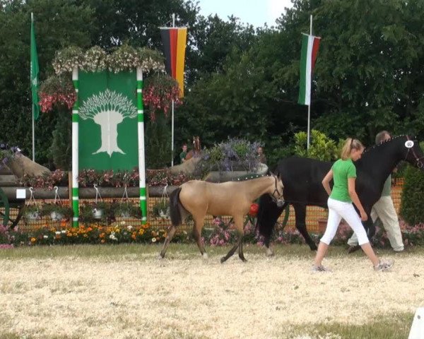 Dressurpferd Mister's Sister (Deutsches Reitpony, 2013, von FS Mr. Right)