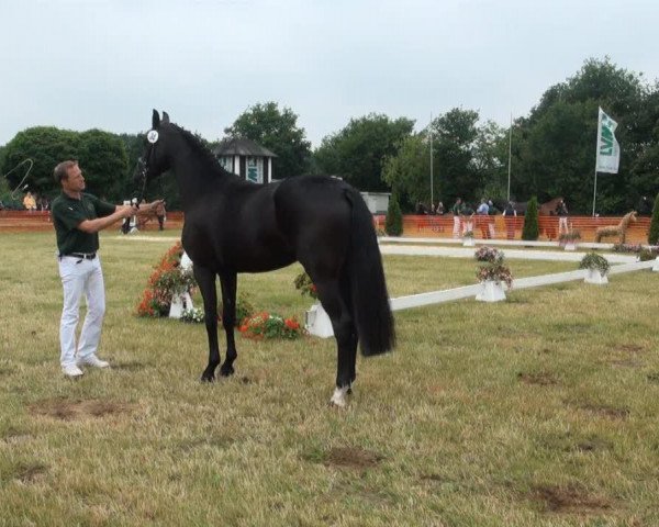 broodmare Daydream (Rhinelander, 2010, from De Niro)