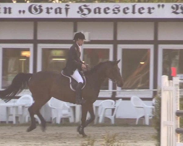Zuchtstute Tosca GT (Holsteiner, 2003, von Claudio's Son)