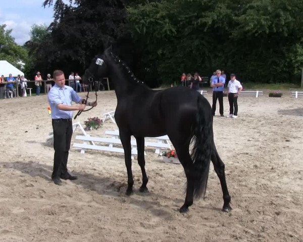 dressage horse Welton's Hope (Westphalian, 2010, from Welton)