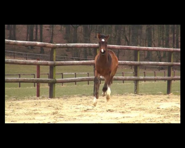 horse Stute von Rational (Westphalian, 2013, from Rational 2)