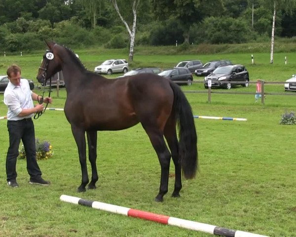 horse Stute von Ehrenpreis (Westphalian, 2013, from Ehrenpreis)