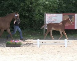 Springpferd Chacco S (Westfale, 2013, von Chacco Gold)