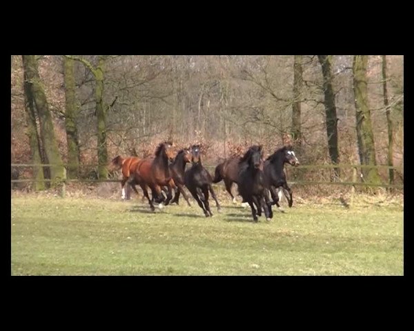 horse Colesta 3 (Westphalian, 2013, from Colestus)