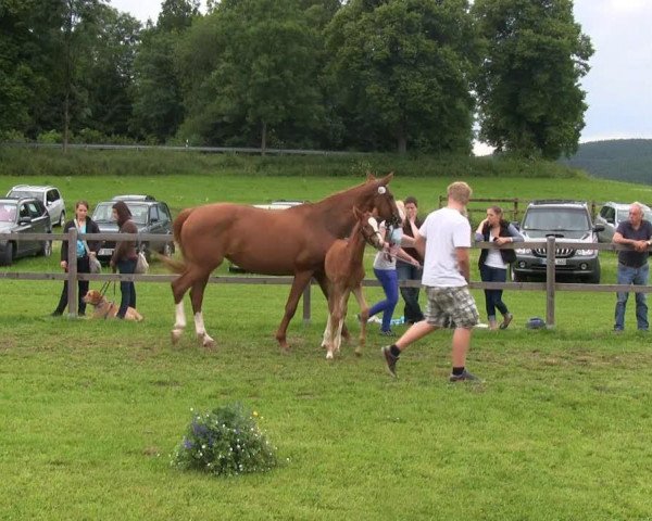 horse Stute von Captain Fire (Westphalian, 2013, from Captain Fire)