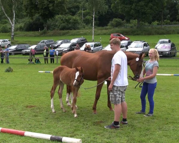 dressage horse Rosalee H (Westphalian, 2013, from Rational 2)