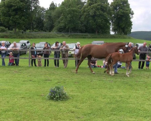 horse Stute von Heinrich Heine (Westphalian, 2013, from Heinrich Heine)