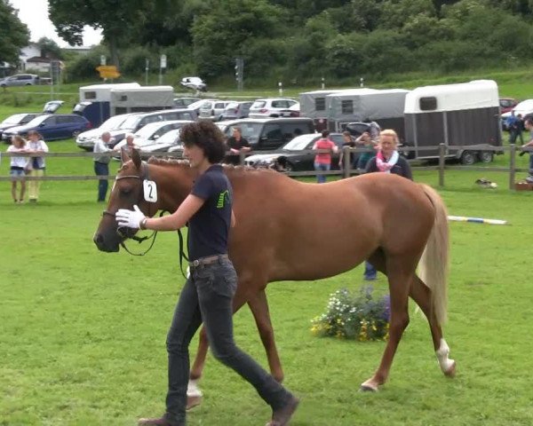 Zuchtstute Püppi de Luxe (Deutsches Reitpony, 2010, von Principal Boy) Zuchtstute Püppi de Luxe (Deutsches Reitpony, 2010, von Principal Boy)