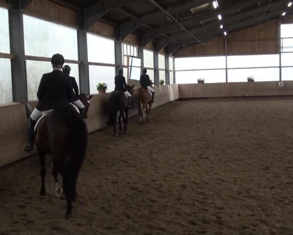 dressage horse Awerina (Westphalian, 2008, from Aljano)